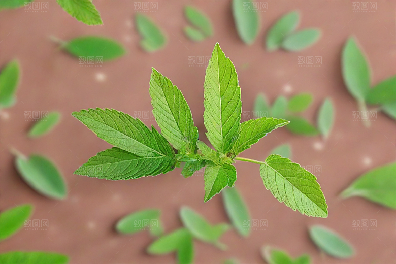 地榆植物插图图片