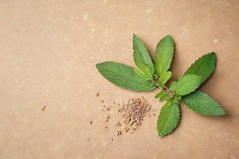 地榆植物插图图片