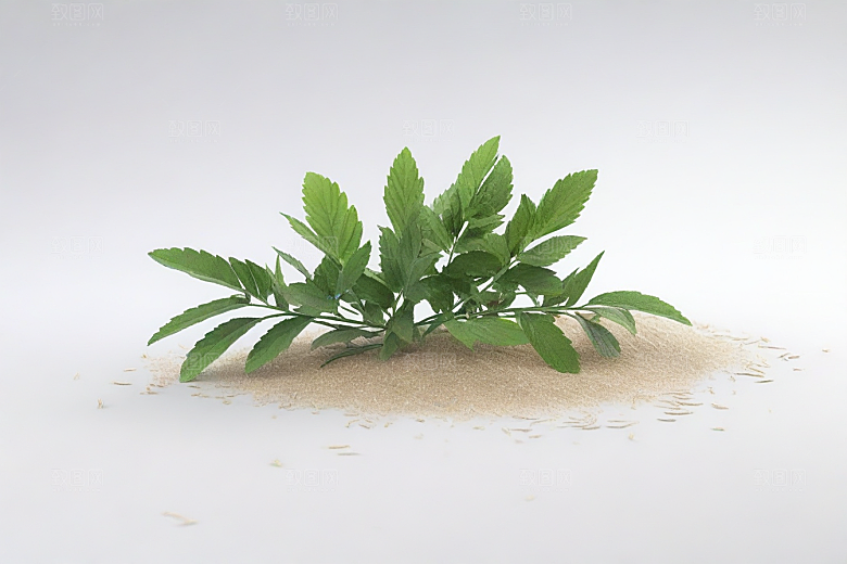 地榆植物插图图片