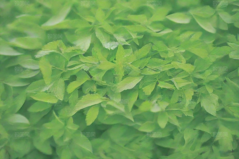 地榆植物插图图片