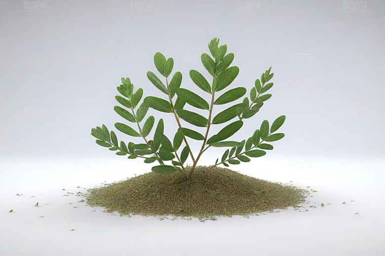 地榆植物插图图片
