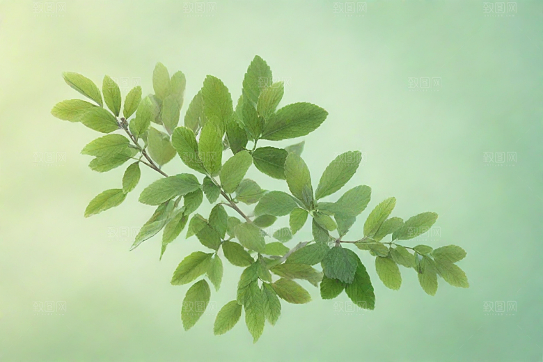 地榆植物插图图片