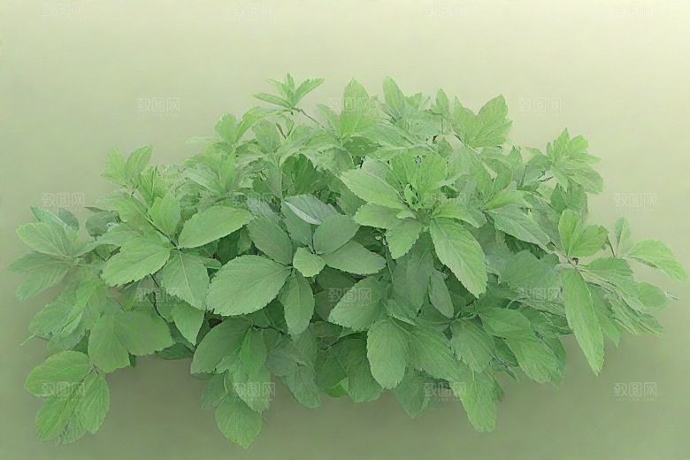 地榆植物插图图片