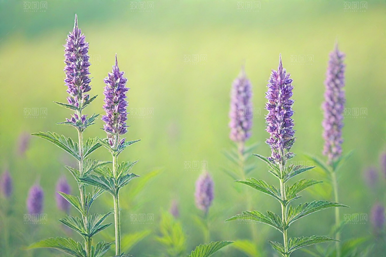 益母草植物插图图片