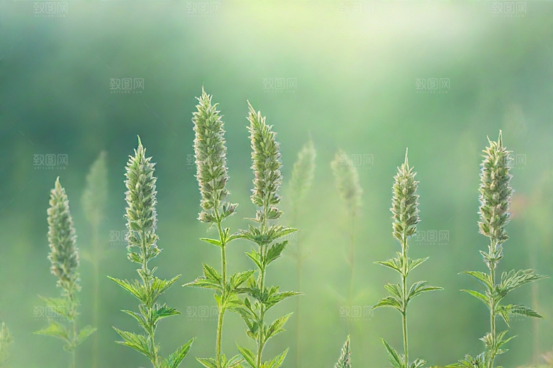 益母草植物插图图片