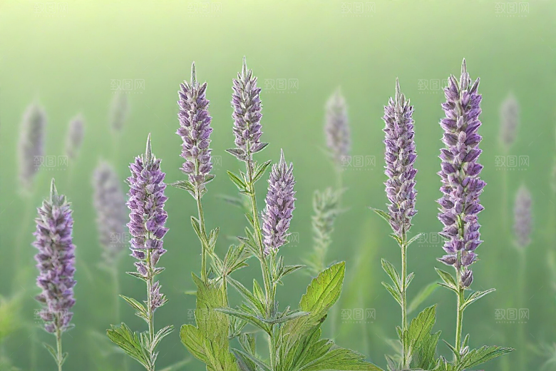 益母草植物插图图片