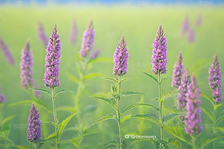 益母草植物插图图片