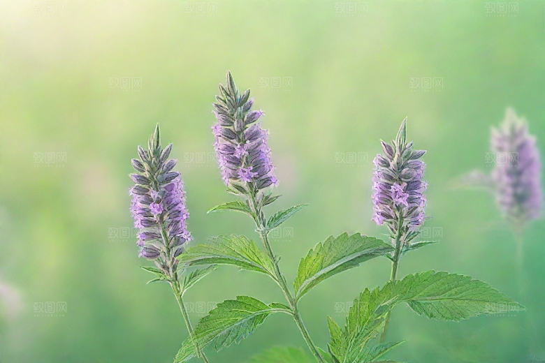 益母草植物插图图片