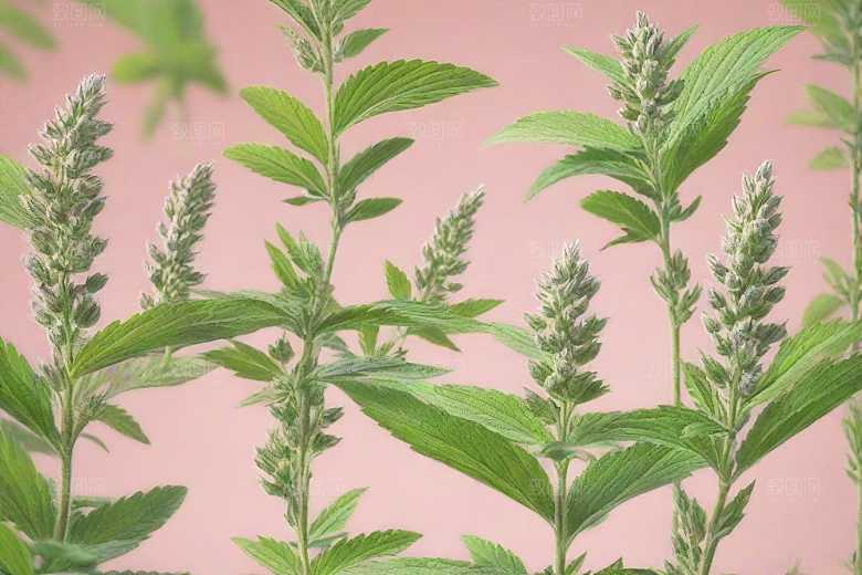 益母草植物插图图片