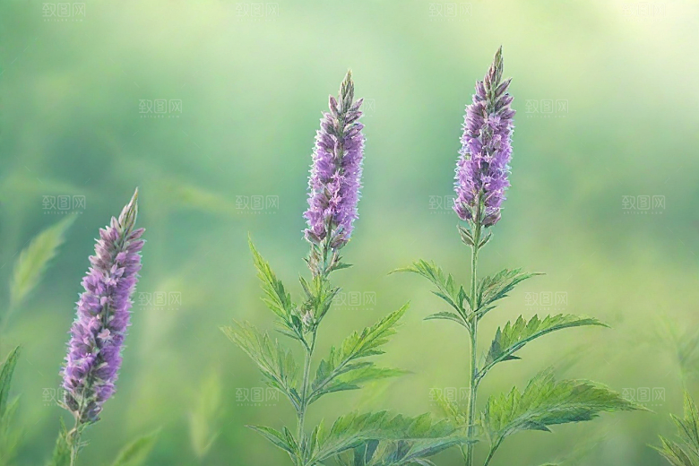 益母草植物插图图片