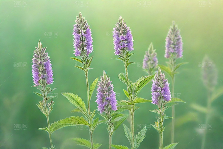 益母草植物插图图片