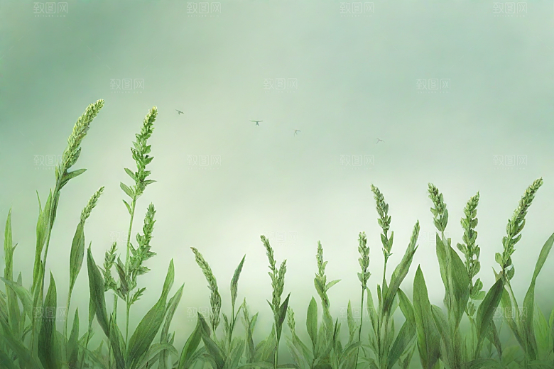 法半夏植物插图图片