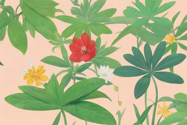 法半夏植物插图图片