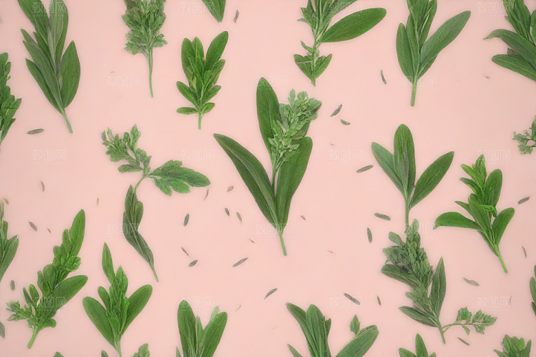 法半夏植物插图图片