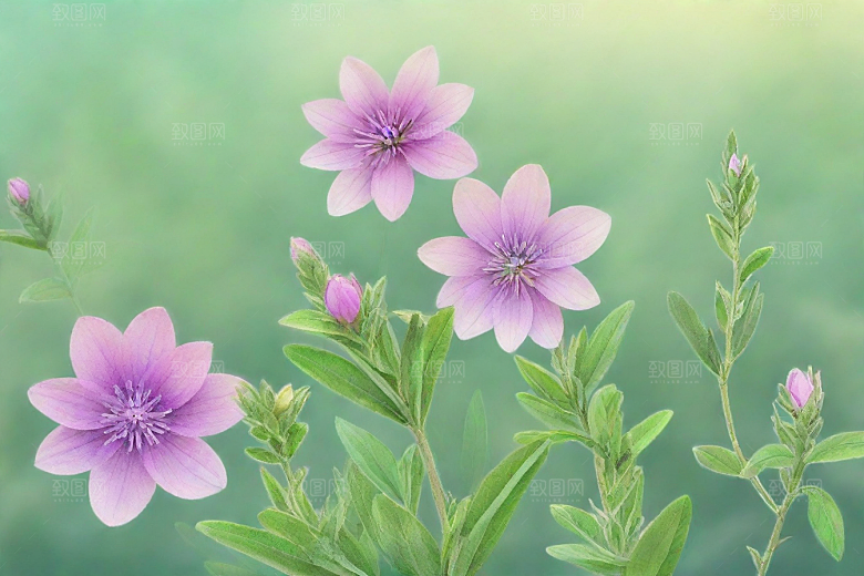 法半夏植物插图图片