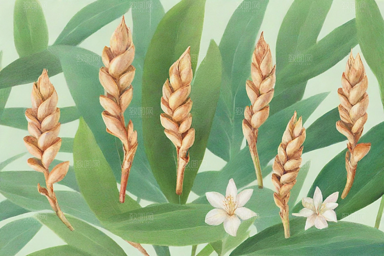 高良姜植物插图图片