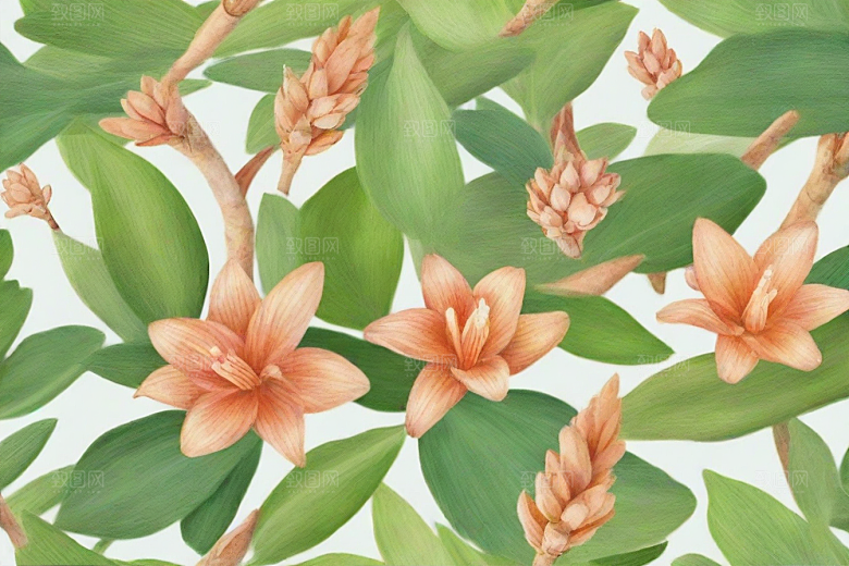 高良姜植物插图图片