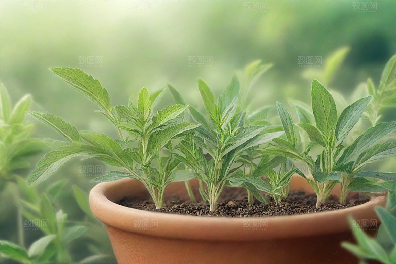 芡实植物插图图片