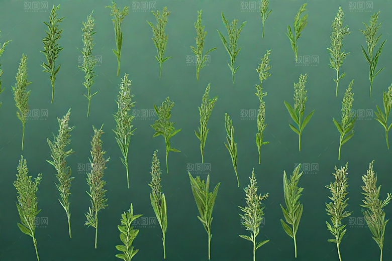芡实植物插图图片