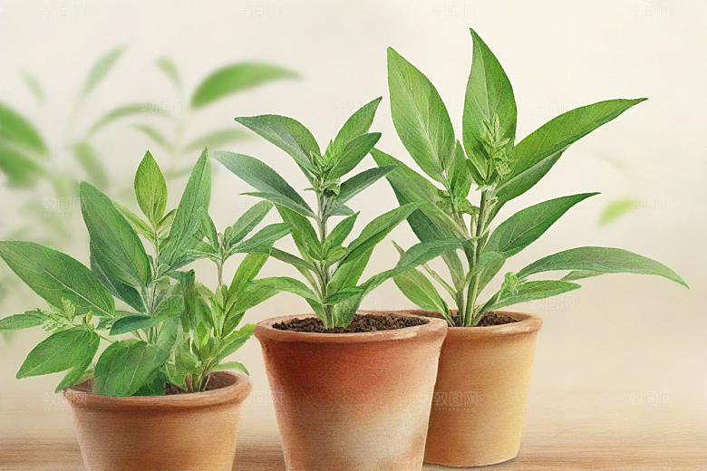 芡实植物插图图片