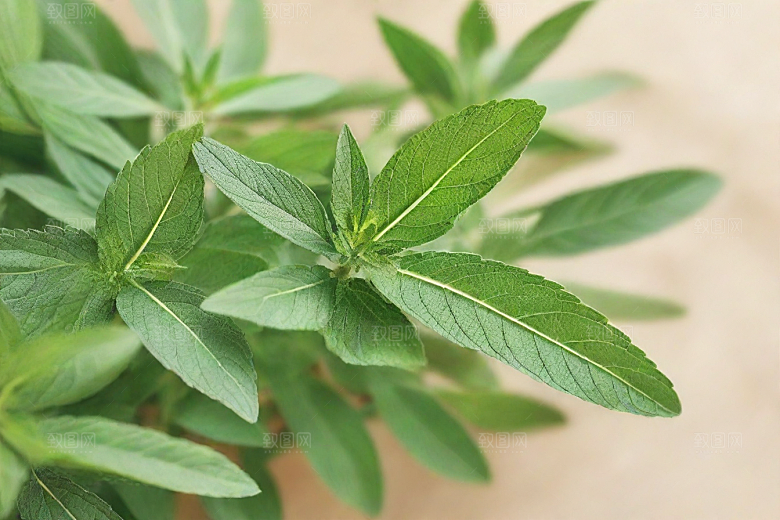 芡实植物插图图片