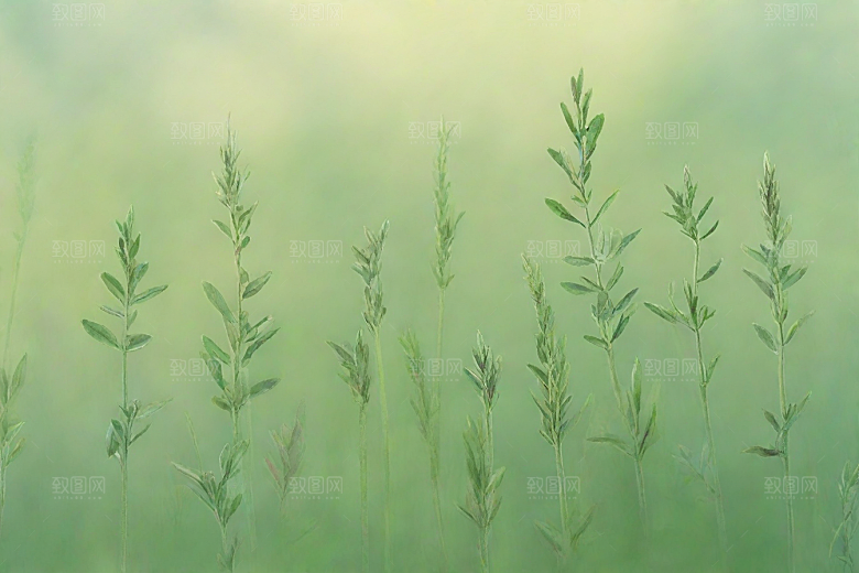 芡实植物插图图片