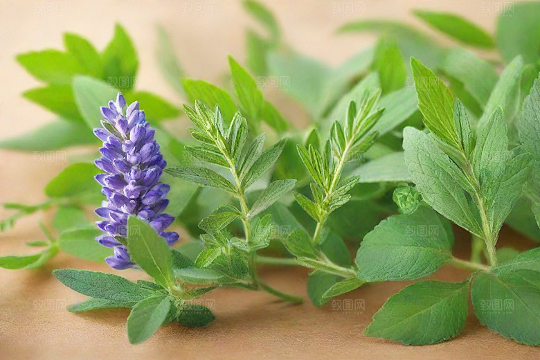 芡实植物插图图片