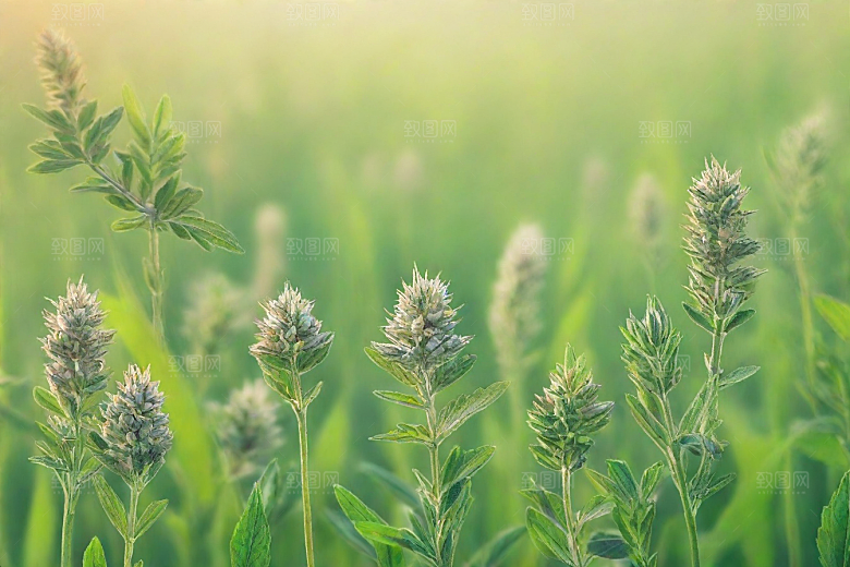 芡实植物插图图片