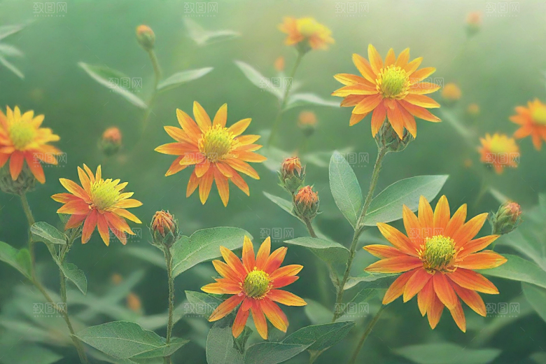 红花植物插图图片