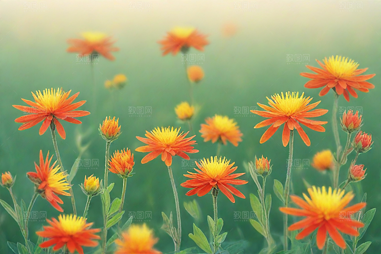 红花植物插图图片