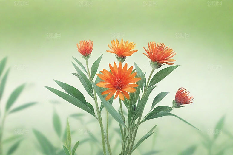 红花植物插图图片