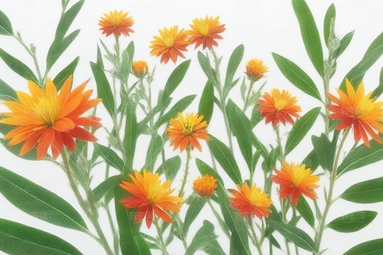 红花植物插图图片