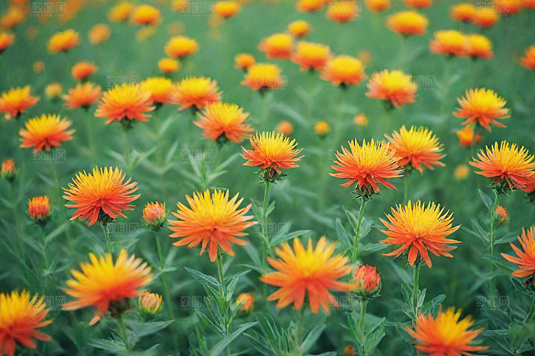 红花植物插图图片