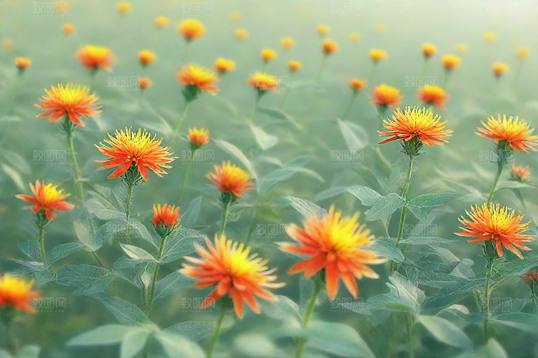 红花植物插图图片