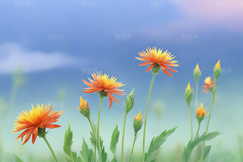 红花植物插图图片