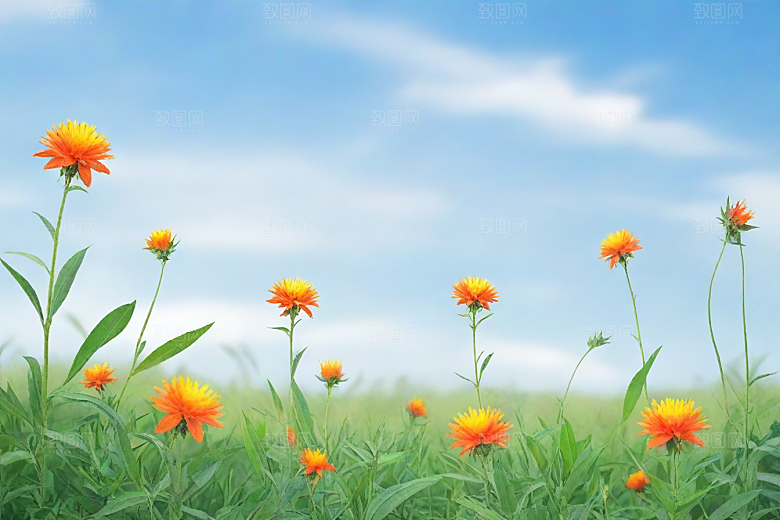 红花植物插图图片