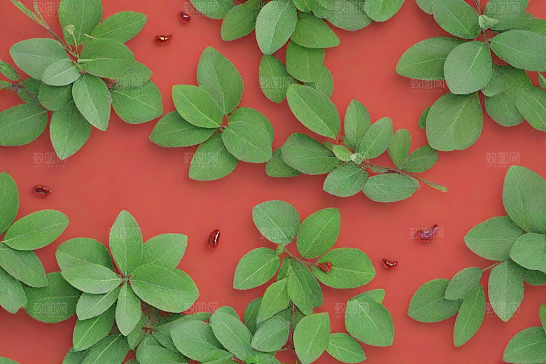 鸡血藤植物插图图片