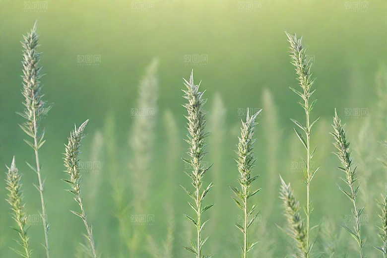 青蒿植物插图图片
