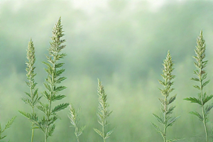 青蒿植物插图图片