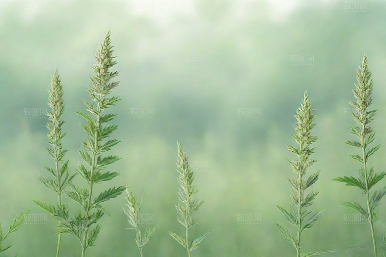 青蒿植物插图图片