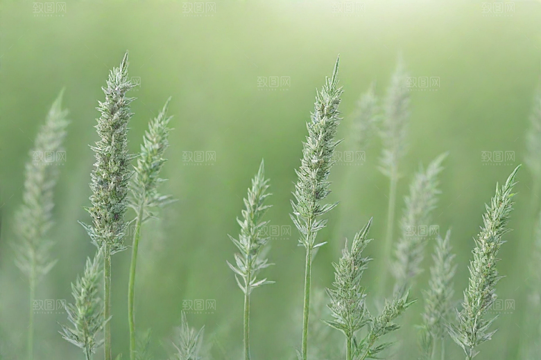 青蒿植物插图图片