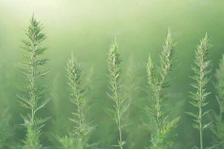 青蒿植物插图图片