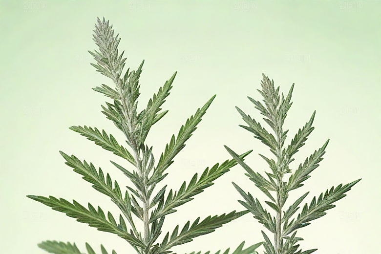 青蒿植物插图图片