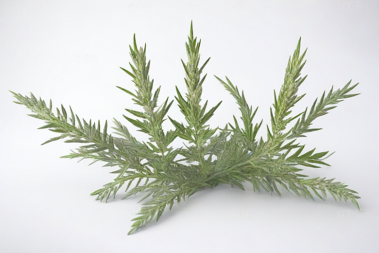 青蒿植物插图图片