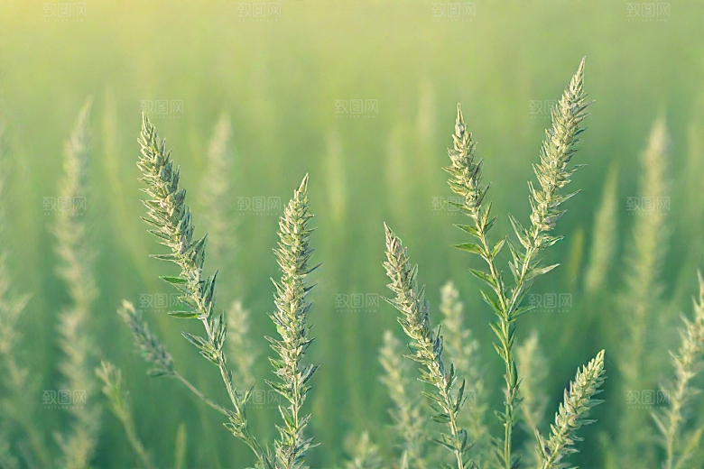青蒿植物插图图片
