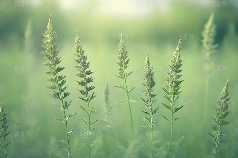 青蒿植物插图图片