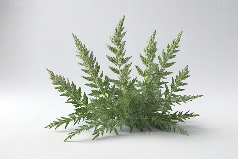 青蒿植物插图图片