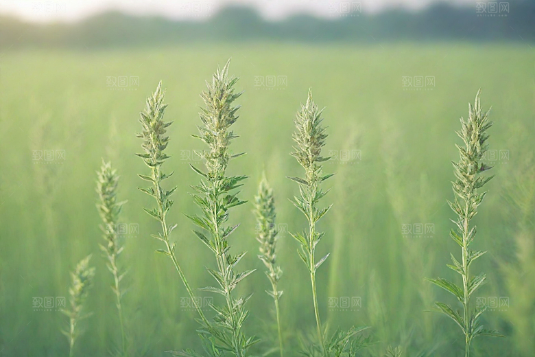 青蒿植物插图图片