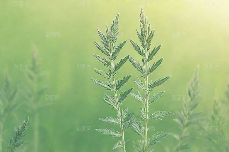 青蒿植物插图图片