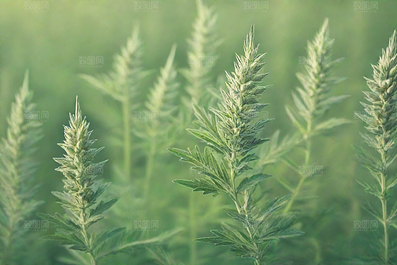 青蒿植物插图图片